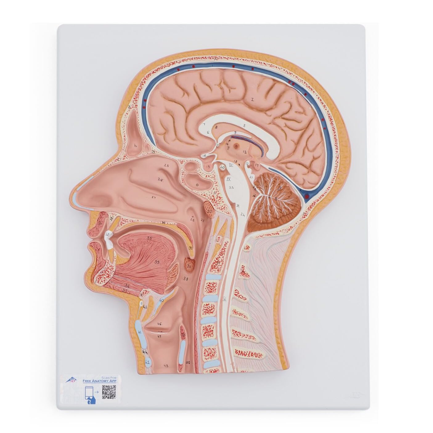 Amazon.co.jp: 脳や鼻腔・口腔，喉頭・頚椎などを観察できる頭部の断面